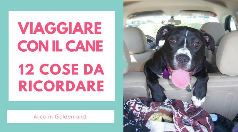 Dove Lascio Il Gatto Quando Vado In Vacanza