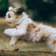 piccolo cane peloso corre sull'erba autunn, ha un espressione felice.