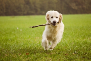 Un Golden Retriever adulto corre al parco con un bastone in bocca. Sembra agile e felice.